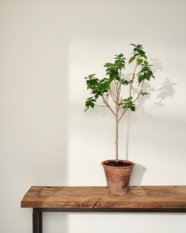 Pure Annie Sloan Wall Paint krāsa