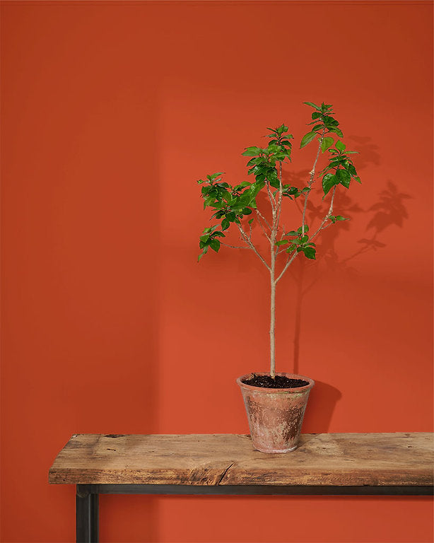 Riad Terracotta Annie Sloan Wall Paint krāsa