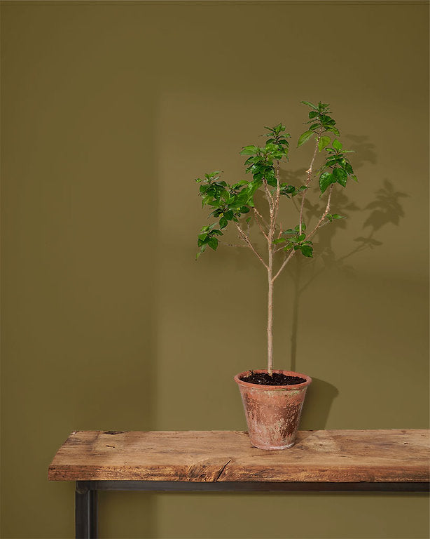 Olive Annie Sloan Wall Paint krāsa