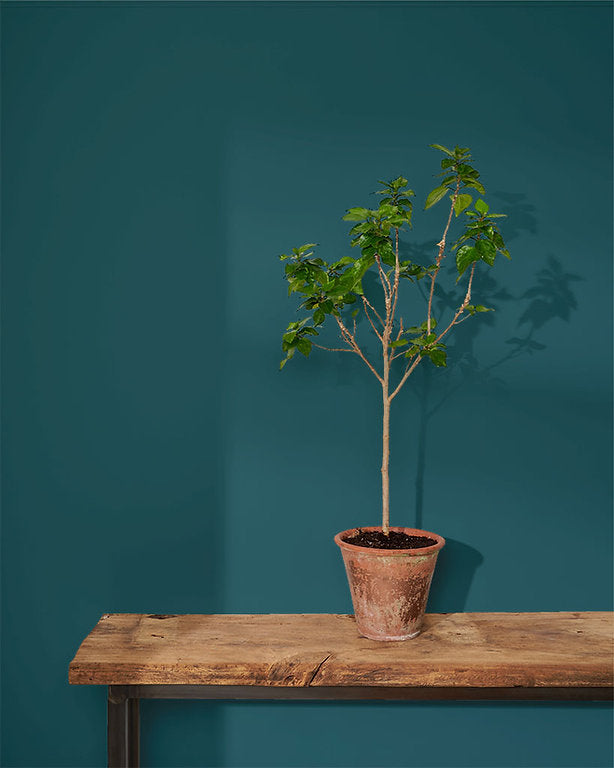 Краска для стен Aubusson Blue Annie Sloan