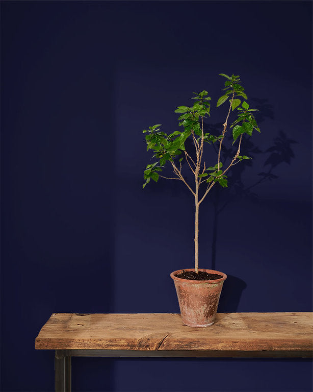 Oxford Navy Annie Sloan Wall Paint krāsa