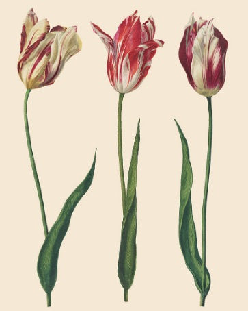 Decoupage paper Annie Sloan DUTCH TULIP