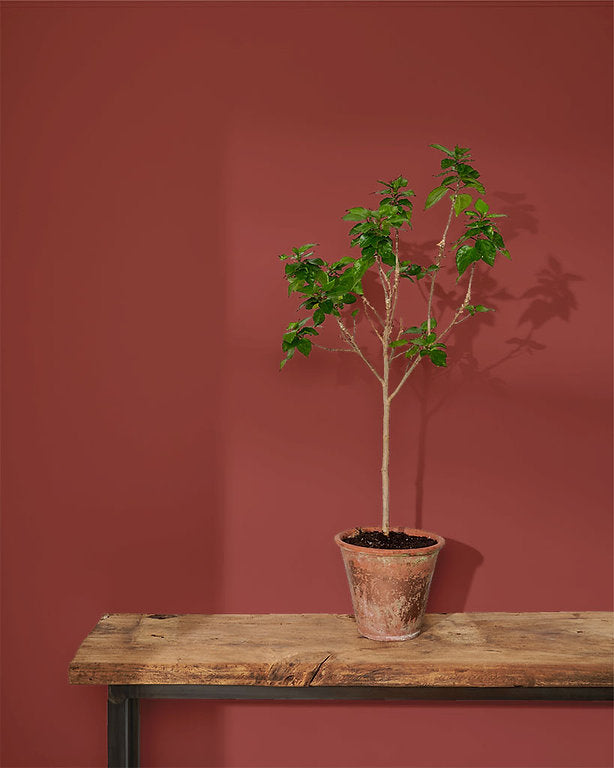 Primer Red Annie Sloan Wall Paint krāsa