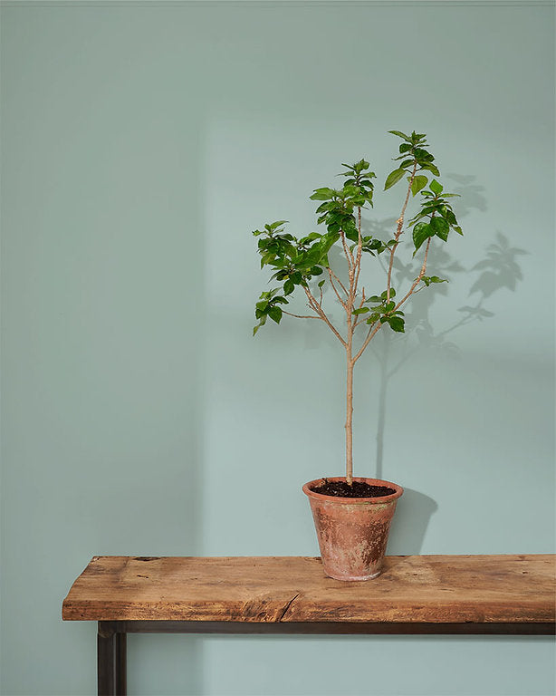 Upstate Blue Annie Sloan Wall Paint krāsa