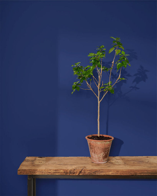 Napoleonic Blue Annie Sloan Wall Paint krāsa