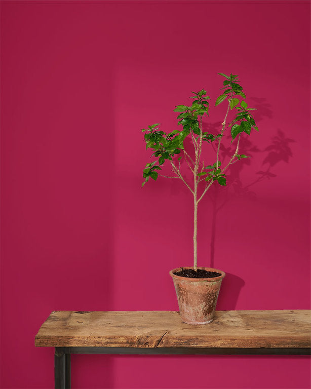 Capri Pink Annie Sloan Wall Paint