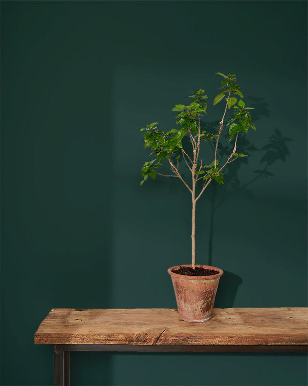 Knightsbridge Green Annie Sloan Wall Paint krāsa