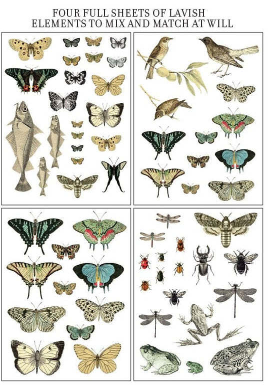 Трансфер "ENTOMOLOGY ETCETERA"