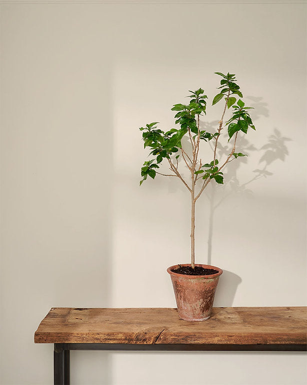 Original Annie Sloan Wall Paint krāsa