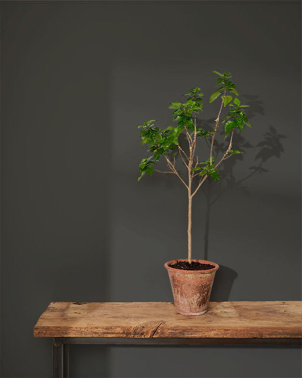 Graphite Annie Sloan Wall Paint