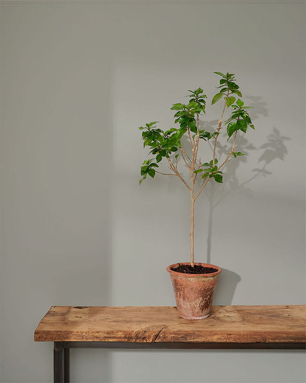 Paris Grey Blue Annie Sloan Wall Paint krāsa