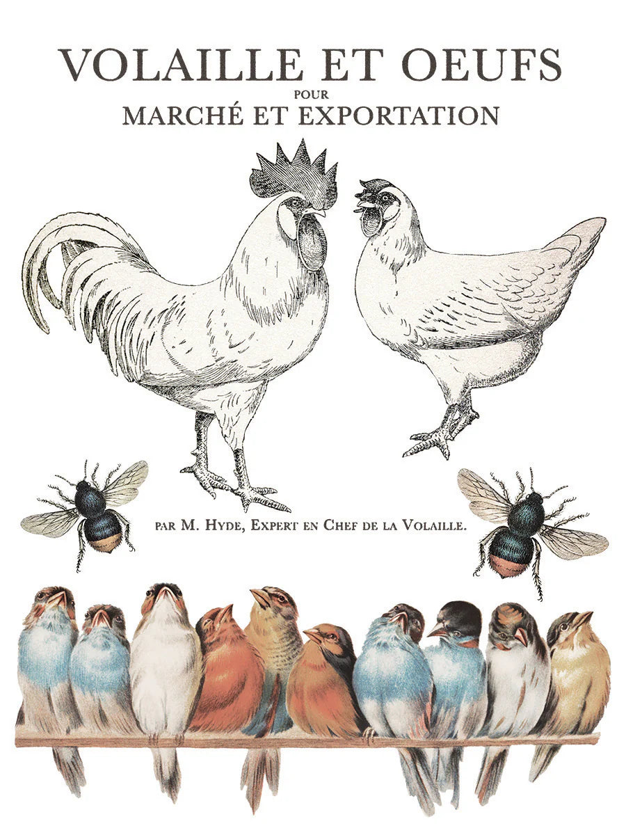 Transfer BROCANTE IOD